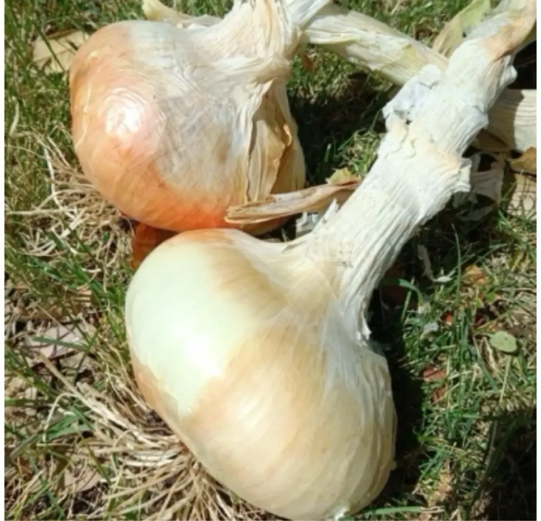 Cipolla di Ozieri