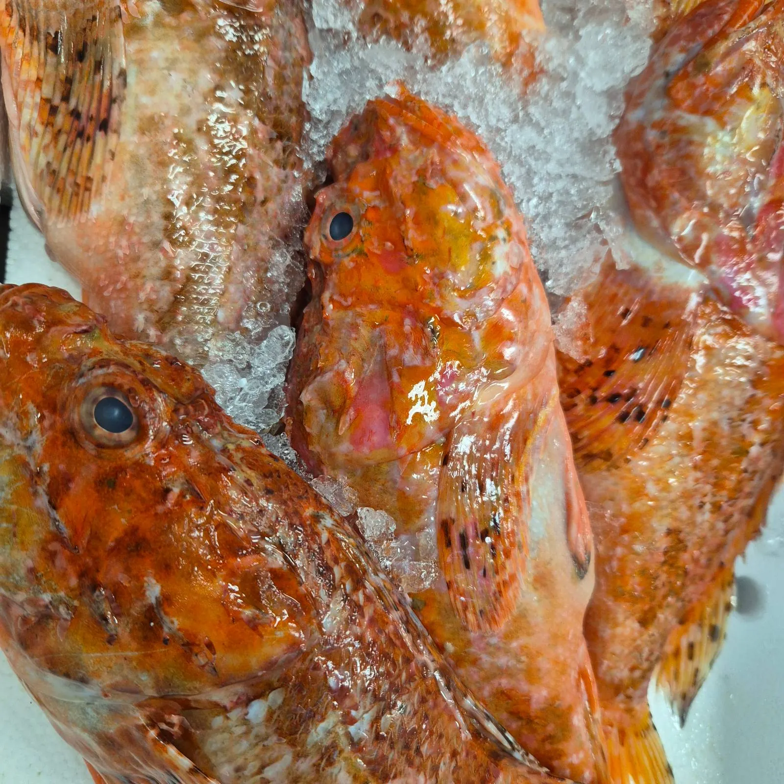 Pescheria di Vittoria e Marco