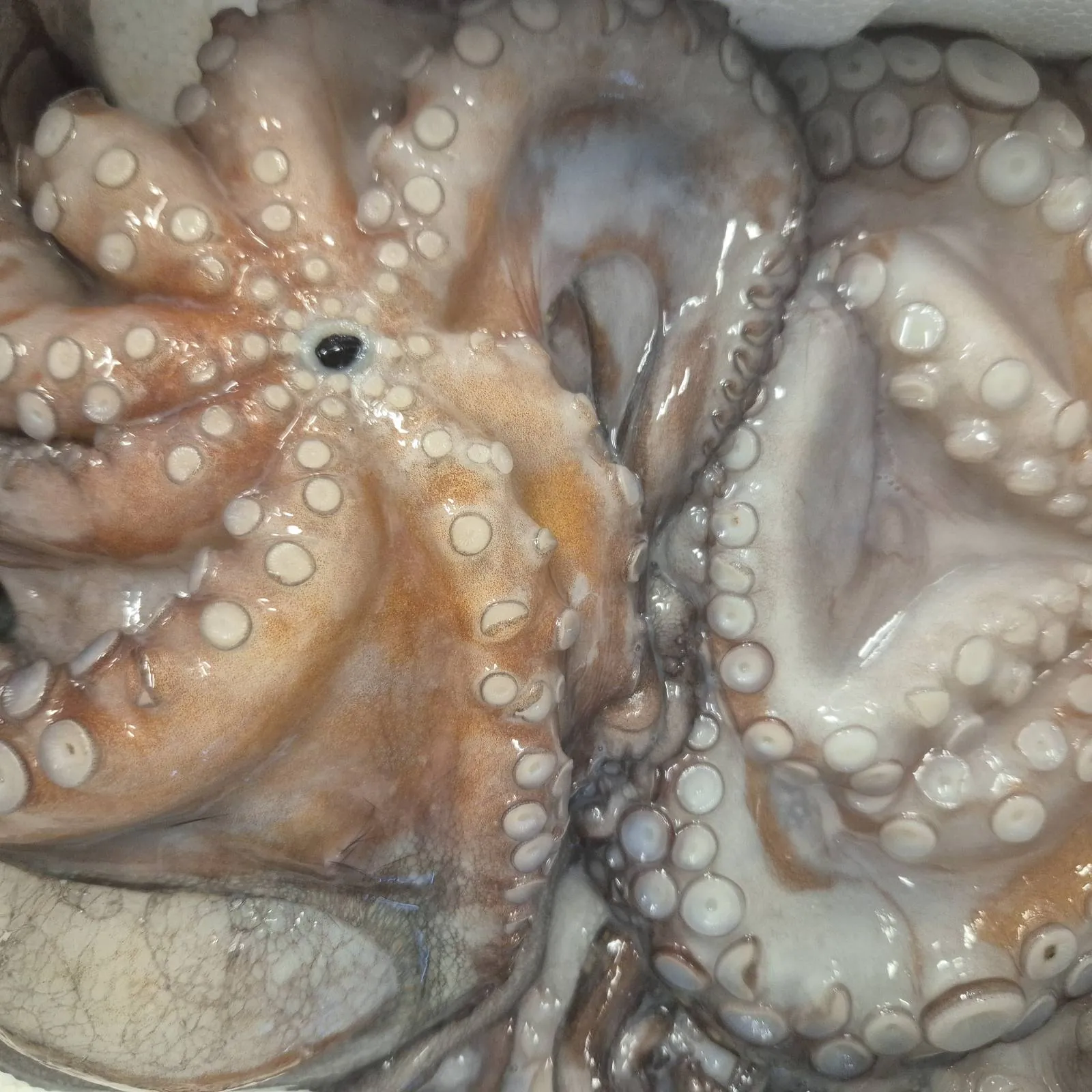Pescheria di Vittoria e Marco