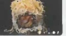 Uramaki Ebiten (8pz)