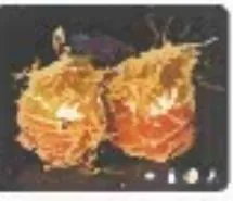 Gunkan Taste (2pz)