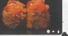 Hoso Gold Salmone (8pz)
