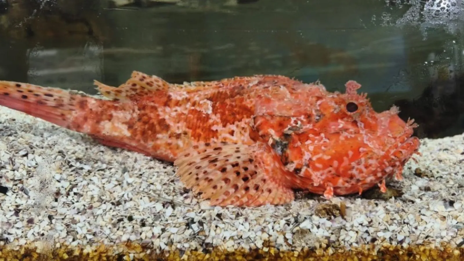 Pescheria di Vittoria e Marco